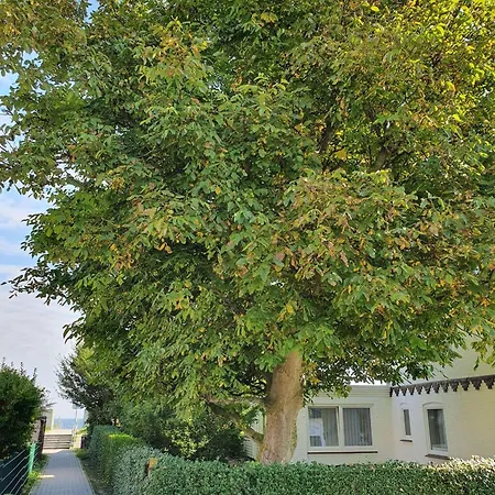 Daire Hagelstein-iii-herzmuschel